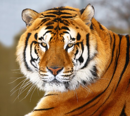 tigre