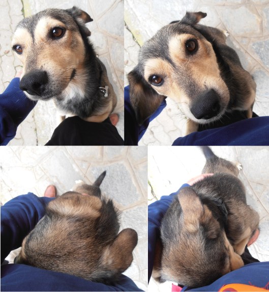 Il Chicco in versione koala