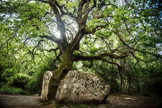 © maurimarino 2013, per gentile concessione. https://www.flickr.com/photos/maurimarino/